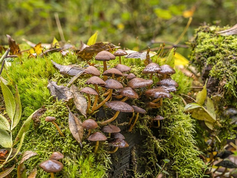 Clustered Bonnet Image from Horner Wood by Shaun Davey via Exmoor Commons