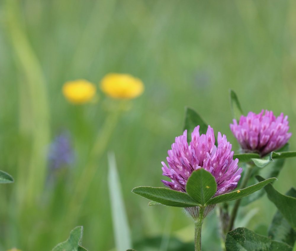 Red clover in a meadow.
