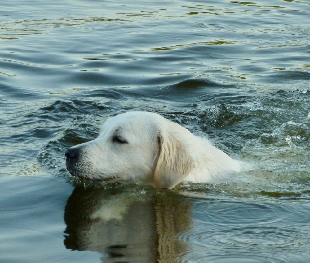 Dog swimming in river.